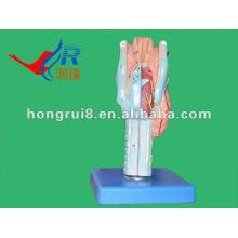 PVC Hautfarbe Anatomisches Larynx Modell